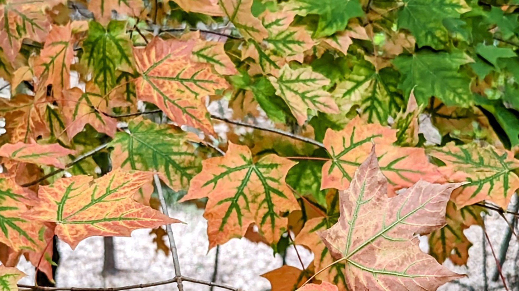 Maple leaves on sand dunes in early September have just started to change color. Michigan, 2023