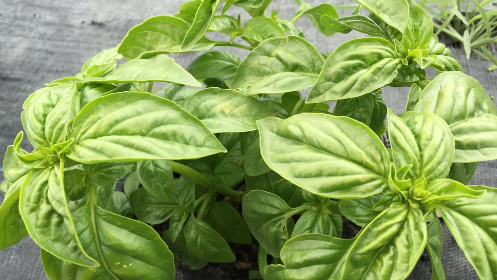 Photo: Basil from *[Eatwell Farm](https://eatwell.com)*